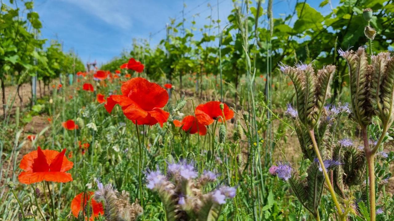 Pension Vinarstvi Klucov Bagian luar foto